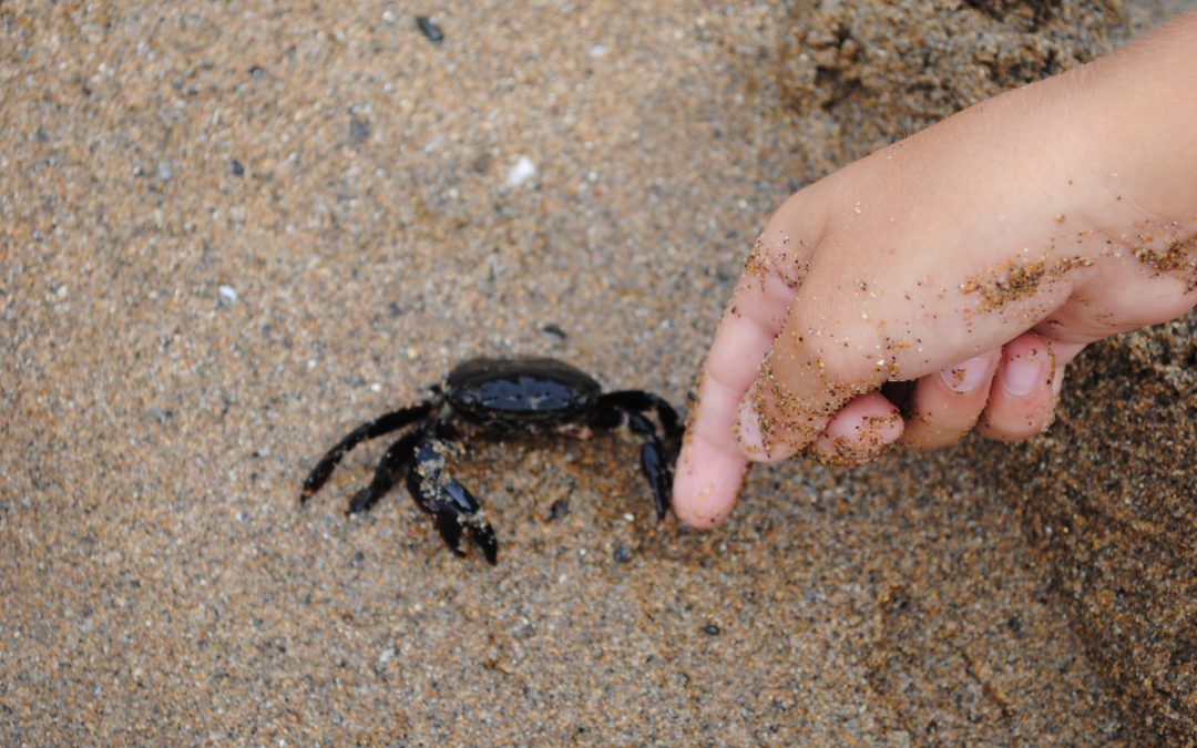 Cangrejo en la arena. Juegos de niños en la playa. Jugando con la naturaleza.